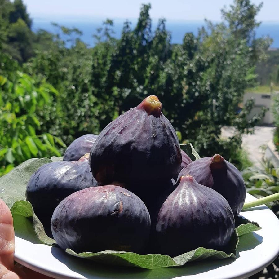 Kazdaglari Saglikli Yasam Koeyue Hotell Edremit  Exteriör bild